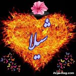 لینکدونی تنها گرگ بیابان