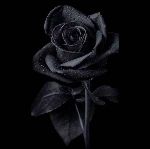 🖤🥀black chat🥀🖤